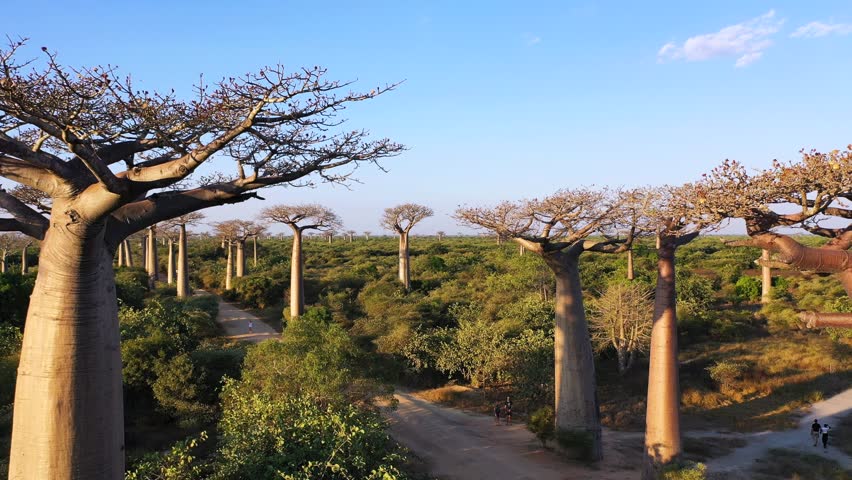 Majestic Baobab Silhouettes at Sunset in Madagascar. A breathtaking sunset illuminates the sky behind a grove of towering baobab trees. Their silhouettes stand  against orange evening sky.