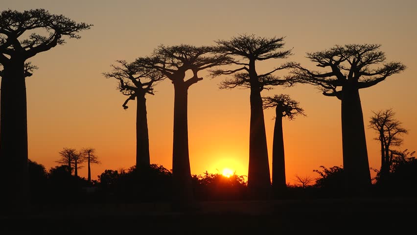 Majestic Baobab Silhouettes at Sunset in Madagascar. A breathtaking sunset illuminates the sky behind a grove of towering baobab trees. Their silhouettes stand  against orange evening sky.
