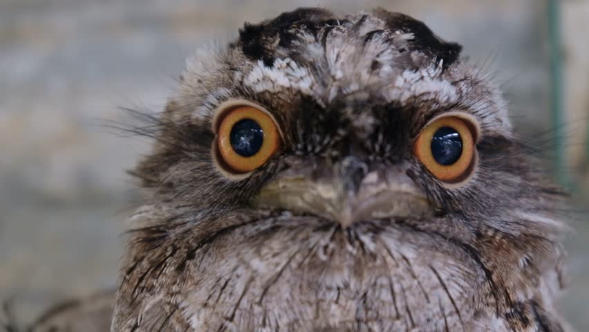 Closeup of beautiful frogmouth bird with eyes open and the wind moving its feathers