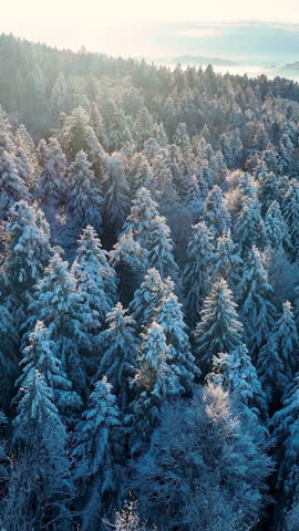 Vertical Aerial footage of the winter forest with sunset light. Wilderness, winter, trees covered with snow in swiss mountains