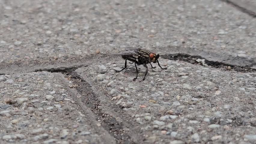 Camera moving right close up following a black fly with red eyes walking on ground.
