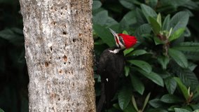 Pileated woodpecker feeding on a tree - Powered by Shutterstock - Get 15% off with code: PIKWIZARD15