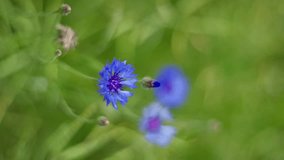 Closeup photograph capturing the beauty of blue wildflowers surrounded by lush green field. Vertical video - Powered by Shutterstock - Get 15% off with code: PIKWIZARD15
