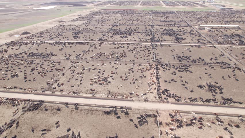 Aerial View Of Large Herd Of Beef Cattle At Massive Livestock Ranch On Sunny Day.
