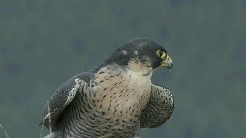 Peregrine Falcon close-up
