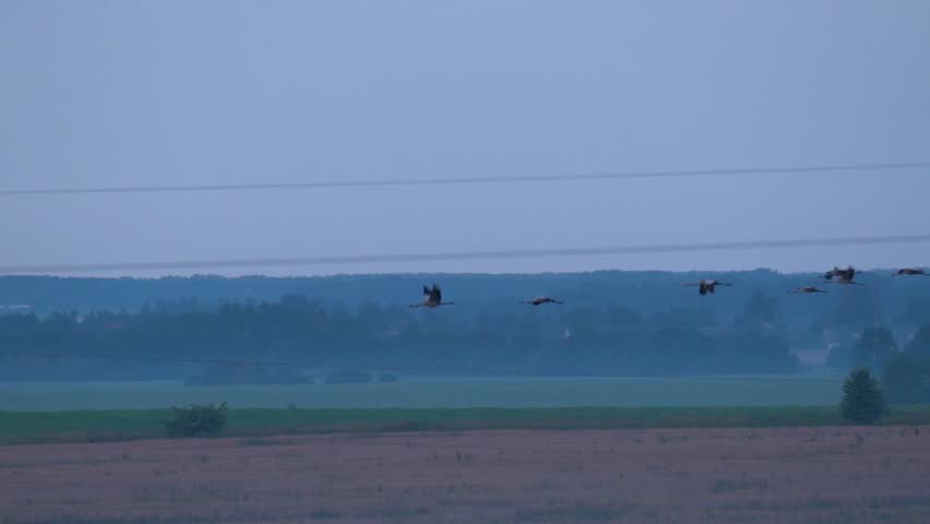 A large flock of cranes flies over the countryside at dawn. Slow motion (120fps), in motion. The common crane (Grus grus), also known as the Eurasian crane, is a bird of the family Gruidae, the cranes