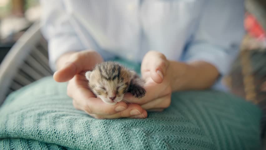 Tiny blind newborn kitten in human hands.