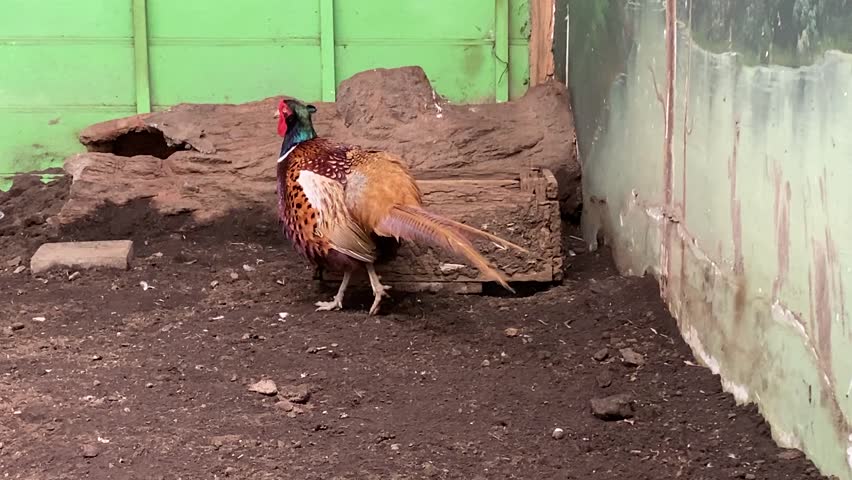 Chinese ring necked pheasant in the aviary enclosure at the Eco Green Park Batu educational zoo