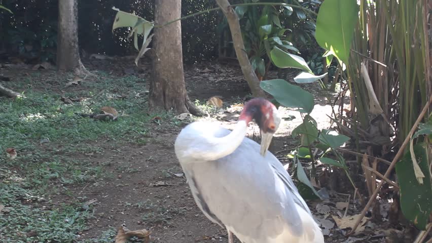 A stanley crane or blue crane walks on display in the aviary enclosure at the Eco Green Park Batu educational zoo