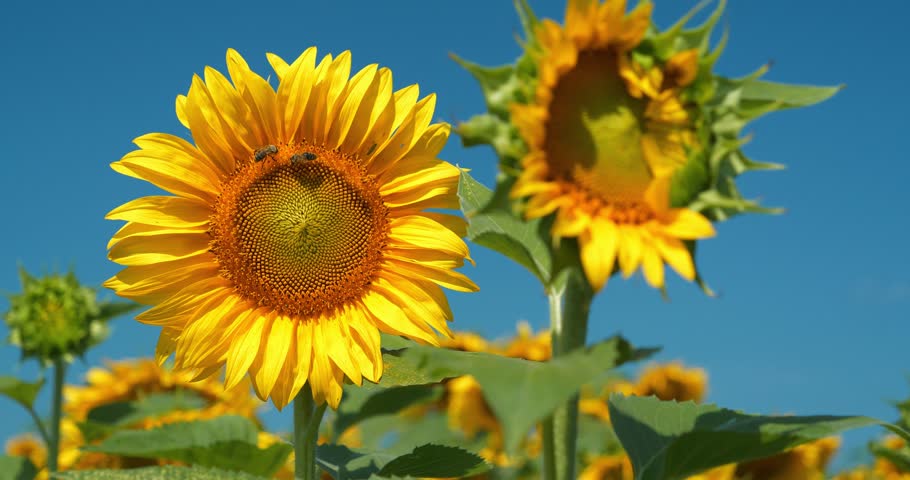 Field of beautiful sunflowers with many bees working. Bees are hard at work collecting pollen and nectar from flowers
