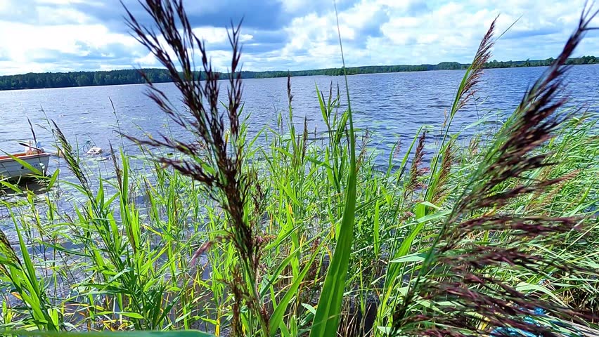 The high grass grows on the shoreline of the lake in Marma Sweden. A windy and cloudy day by the small lake in the Swedish village. The landscape in Sweden during the summertime.