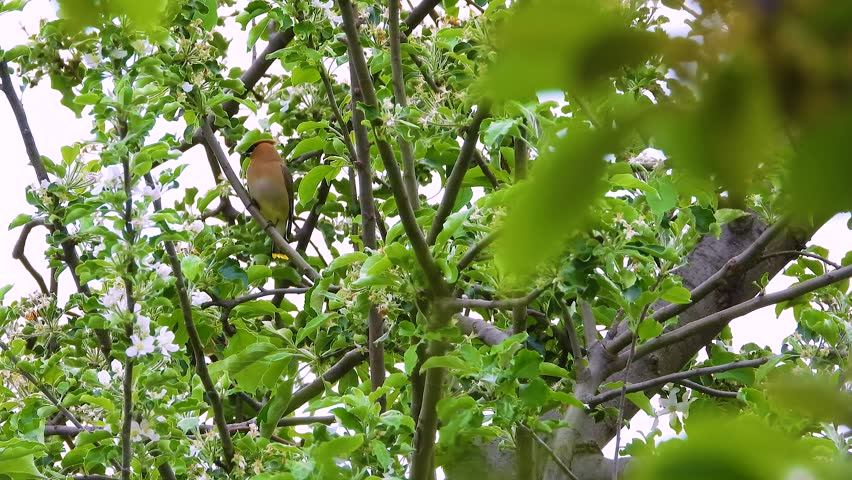 A cedar waxwing bird found some eatable foods on a public park, Quebec, Canada.