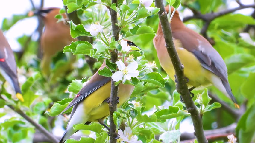 More cedar waxwing birds stand on a tree somewhere on a public park, Quebec, Canada. 