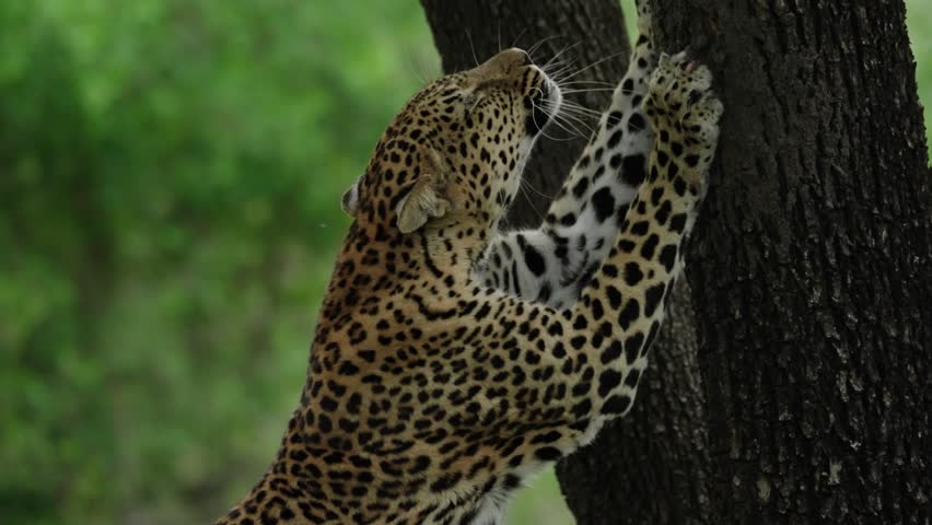 Leopard clawing the bark of a tree to sharpen its claws for hunting