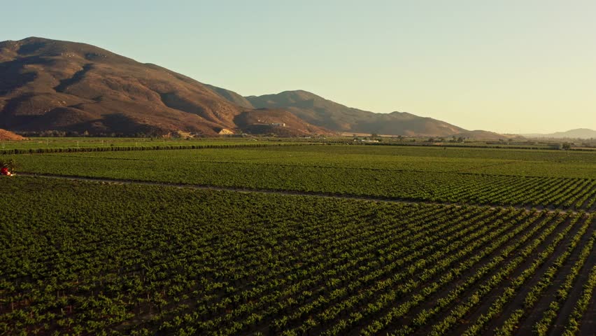 DRONE SHOT OF A VINEYARD IN VALLE DE GUADALUPE MEXICO AT SUNRISE