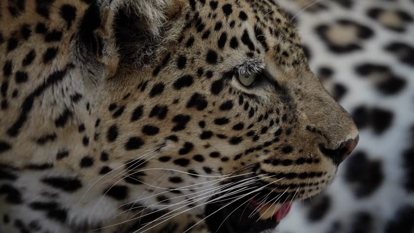 Close up slow motion shot of an African leopard staring at its prey in the distance
