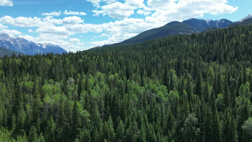 fly drone above lush green pine woods with beautiful blue sky and huge mountains standing tall at the background. the texture of the tress refreshing and release from stressful life. nature landscape