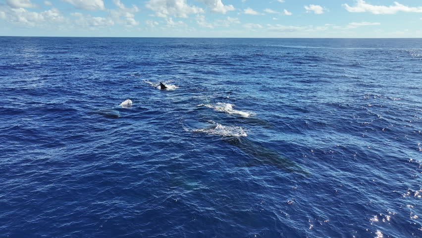 Humpback Whales Swimming in Blue Ocean Water, Drone Shot of Animals in Natural Habitat