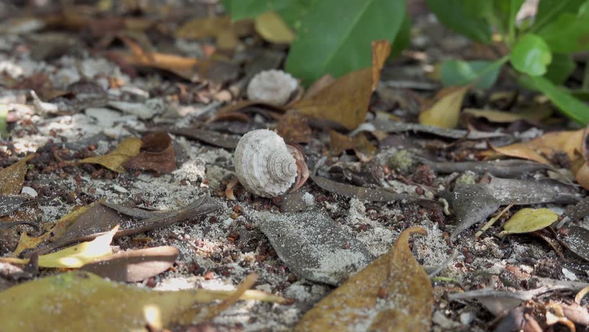 Caribbean hermit crab (coenobita clypeatus) walking on ground