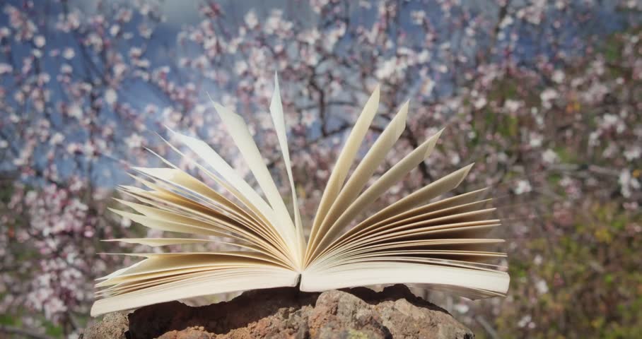 An open book rests on a rock with beautiful spring blossoms and a clear sky in the background, serenity, calm, relax, bloom. pink flowers