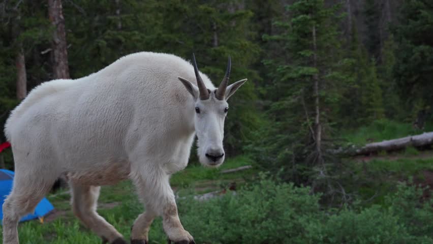 Mountain Goats wildlife nature animal mammal camping campsite Colorado Chicago Basin Twin Lakes Needle Creek Trail Silverton Colorado Rocky Mountains backpacking hiking meadows woods pan right