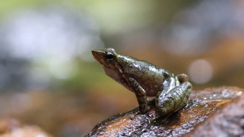 Dancing frog making mating calls in a steam at agumbe