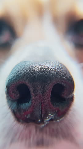 Extreme close-up of dog’s nose. The wet nose of a dog looking and sniffing extremely close to the camera.