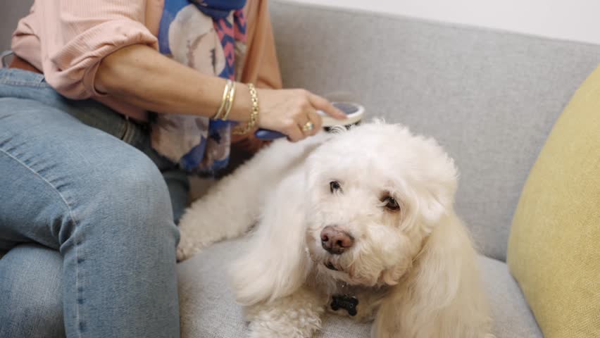 Woman combing her relaxed poodle sitting on the sofa, in the living room