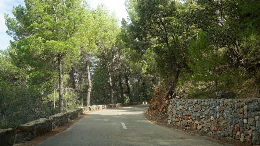 Scenic road surrounded by tall trees in a lush forest with clear sky on a sunny day