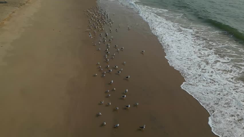 a flock of white small birds on the seashore on the sand view fron top drone in Goa