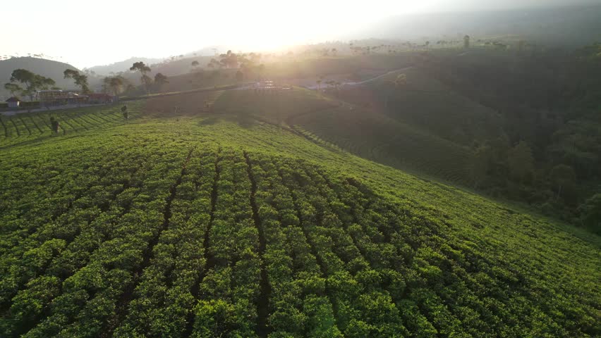 Sunrise over Tea field and Mountain