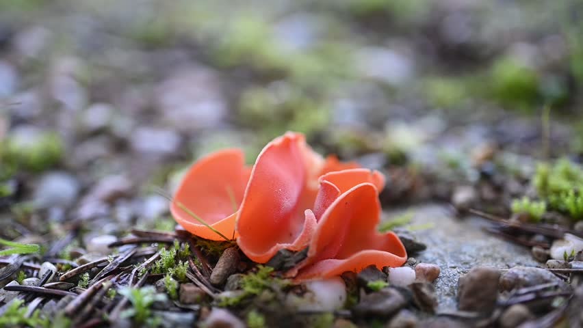 Alueria aurantia-Orange peel fungus - some fungus release spores when there’s a significant pressure change, so you can blow on them and wait about 2 seconds before a spore cloud plumes upward.