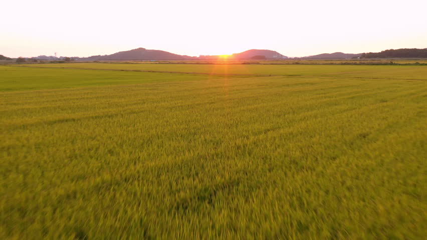 Drone footage, The golden yellow rice fields and the bright sun in the harvest season in South Korea