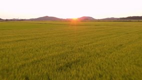 Drone footage, The golden yellow rice fields and the bright sun in the harvest season in South Korea - Powered by Shutterstock - Get 15% off with code: PIKWIZARD15