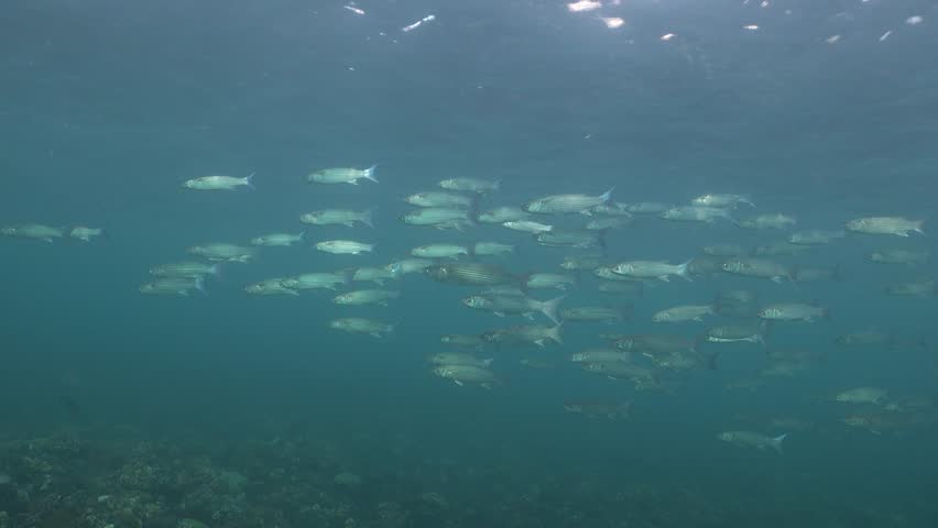 Group of fringelip mullets scooling near the Liberty Wreck at Bali, Indonesia