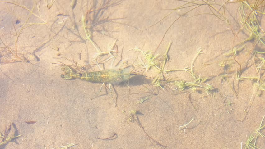 Shrimp crawling in shallow water. Shrimp close-up in the water.