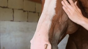 Close-up of thoroughbred Trakenen bay horse looking at camera. Caring owner removes flies landing on his eyes. - Powered by Shutterstock - Get 15% off with code: PIKWIZARD15