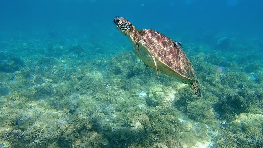 A majestic turtle gracefully swimming amidst vibrant corals