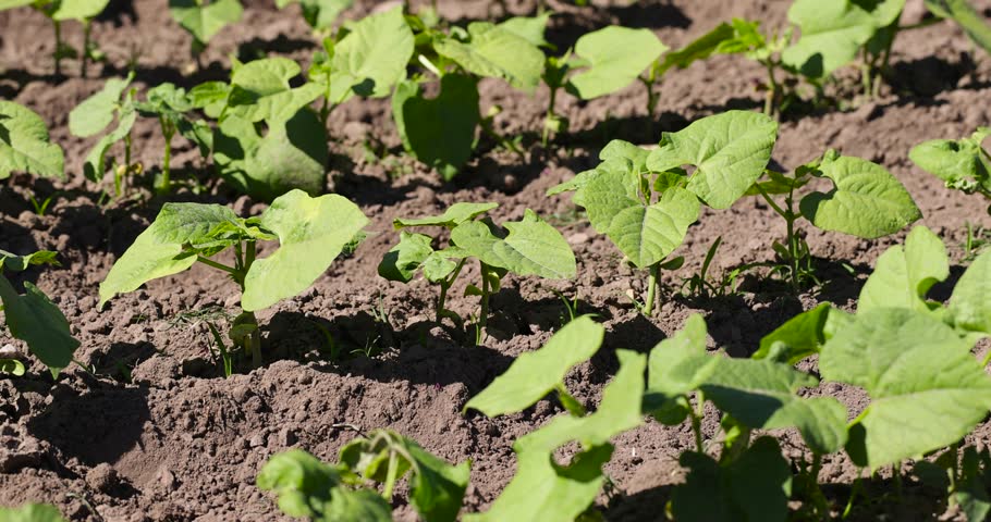 green pepper foliage in sunny weather, a field with peppers in the summer season