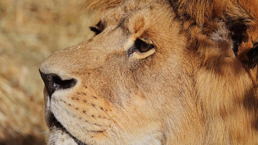 Macro portrait of a lion. 4K Slow motion video