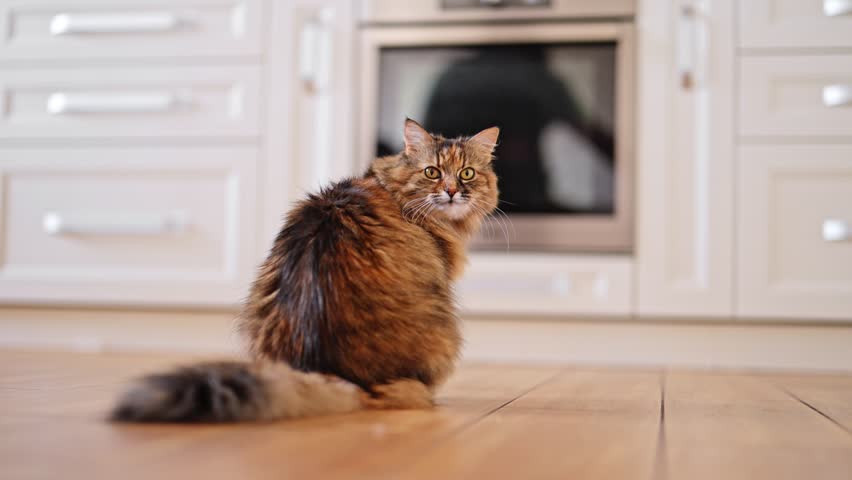 Cat sitting on the floor in the kitchen.