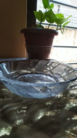 Close up of a crystal tortoise on water on a glass plate