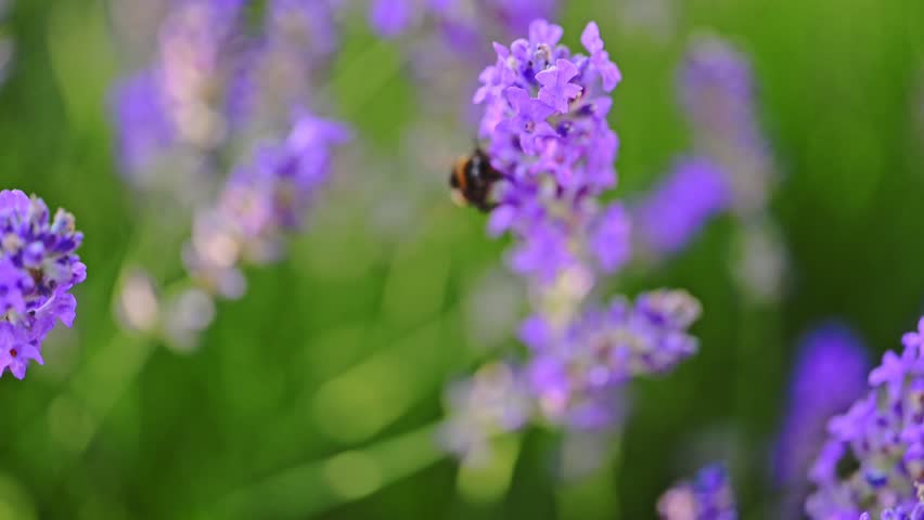 Bumblebee collects nectar on Lavender Flowers.