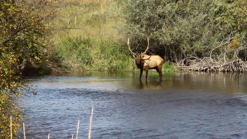Elk in a stream crossing