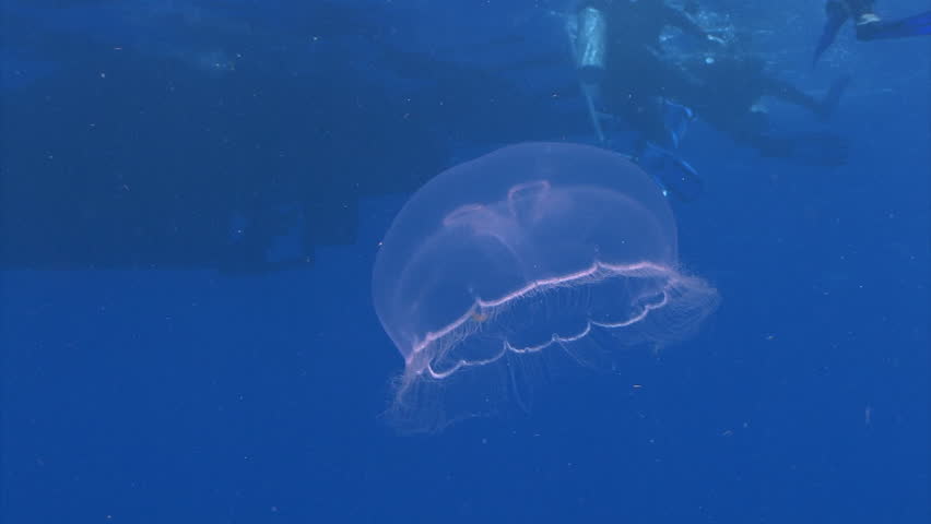 Jellyfish underwater marine life