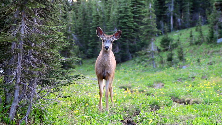 Deer in a green forest toward camera