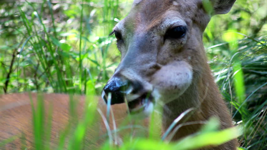 Deer resting chewing grass