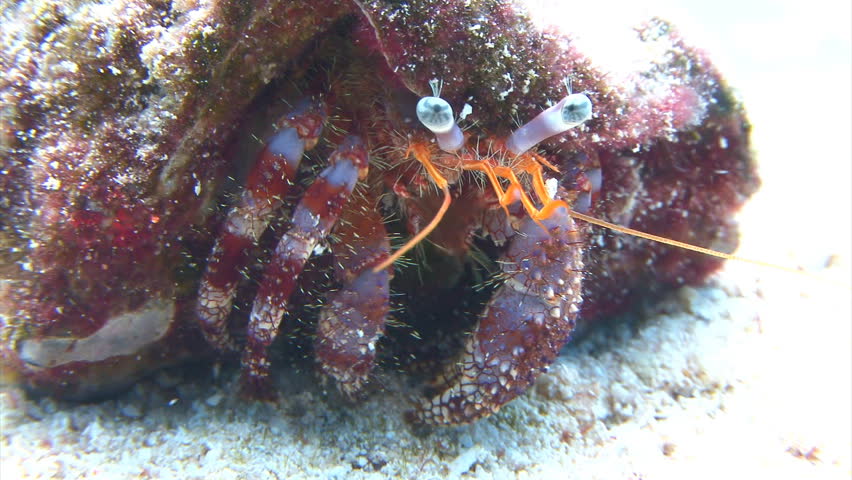 Spider hermit crab underwater walking on sand