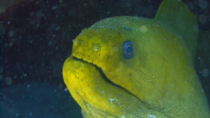 Green Moray Eel in cave breathing