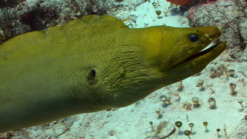 Giant Moray Eel swimming underwater